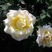 Nancy Ervin - Facebook