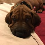Nancy Everts - @inlovinghandsdogsitting - Instagram