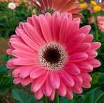 Nancy Farfan - Facebook