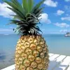 Nancy Farquharson - @pineapplemomz - TikTok