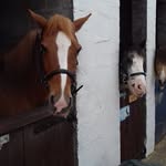 Nancy Mae Farquhar - @spudz_and_sumz - Instagram
