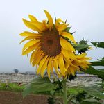 Nancy Faustino - @nancyfaustino10 - Instagram
