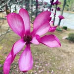 Nancy Fearson - @nancy.fearson - Instagram