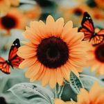 Nancy Fierro - @fierro.nancy - Instagram