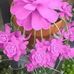 Nancy Flickinger - Facebook