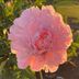 Nancy Flook - Facebook
