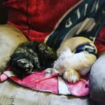 Nancy Forneris - @fornerisnancy - Instagram