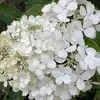 nancyfriedlaender - @qualityfavorites - TikTok