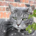Nancy Gammon Meeks - Facebook