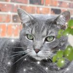 Nancy Gammon Meeks - @nancygammon - Instagram