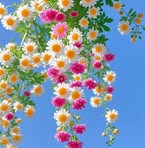 Nan Kham Si - Facebook
