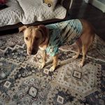 Nancy Gannage - @nancygannage - Instagram
