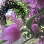 Nancy Gaskell - Facebook
