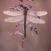 Nancy Gass - Facebook