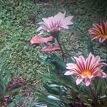 Griselda Nancy Gauna - @griseldanancy - Instagram