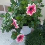 Nancy Geddes - Facebook