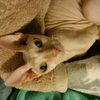Nancy Genesse - @pinkcatnose - TikTok