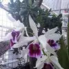 Gerding Nancy - @gerding.nancy - TikTok