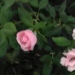 Nancy Gerding - @nlinhart - Instagram