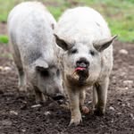 Nancy Giard - @farmphotoproject - Instagram