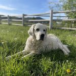 Nancy Glick - @woodrivergoldens - Instagram
