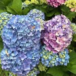 Nancy Belostrino Calingasan Glorioso - @nancycalingasan - Instagram