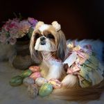 @nancygroomsinbuffalo - Instagram