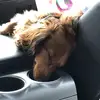 Nancy Gutman - @thatsweetpuppy07 - TikTok