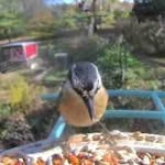 Nancy Morphew Gwin - @gardengrrrl0901 - Instagram
