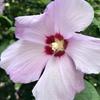 nancyhamson - @nancyhamson - TikTok