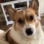 Nancy Hank CorgiCrew - @snsj5055 - Instagram