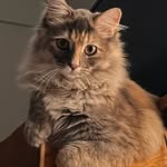 Nancy Harlow Drew Jones - @nancydrewcat - Instagram