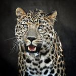 nhaws - @nancyhaws - Instagram