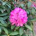 Nancy Headley - Facebook