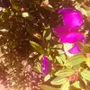 nancyhealey22 - @aesthetic_flower732 - TikTok