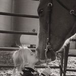 Nancy Stille Heft - @stilleheft - Instagram