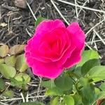 Nancy Heim - @heim_grandma - Instagram