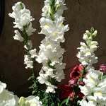 Nancy Ruth Ponce Heitzer - @nancyheitzer - Instagram