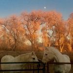 Nancy Helgeson - @helges101 - Instagram