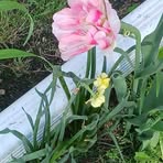 Nancy Herbst - Facebook