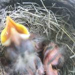 Nancy Hiebert - @magill.lil.01 - Instagram