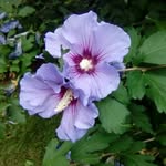 Nancy Hillis - @nancyhillis61 - Instagram