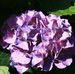 Nancy Holcomb - Facebook