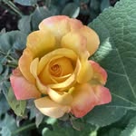 Nancy C Holley - @nchholley227 - Instagram