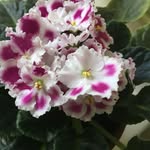 Nancy Long Howle - @nancy_howle48 - Instagram