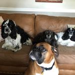 Nancy Hullinger - @irishnd1231 - Instagram