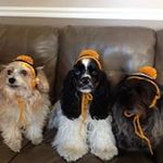 Nancy Hullinger - @cockerspan - Instagram