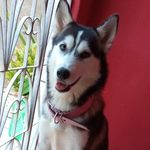 Nancy 🐶 - @nancyhusky_ - Instagram