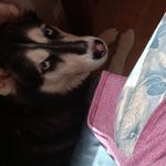 🐾 ℍ𝕦𝕤𝕜𝕚𝕖𝕤 ℕ𝕒𝕟𝕔𝕪 & ℕ𝕠𝕩 🐺🐺 - @husky.nancy_nox - Instagram