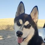 NaNcy_dog - @huskyynancyy - Instagram